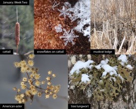 January nature thumbnail