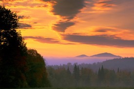 Resilient Forest thumbnail