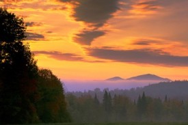 Resilient Forest thumbnail