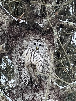 Owl visitor Photo: Denise Joy