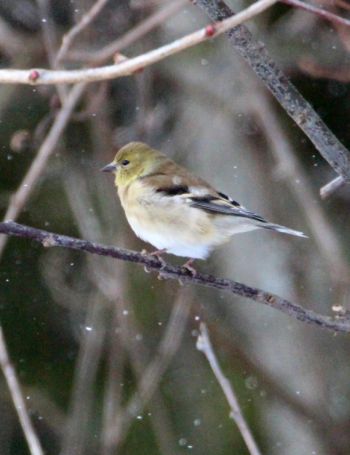 js-american-goldfinch.jpg