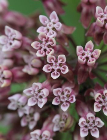 js-milkweed-flowers.jpg