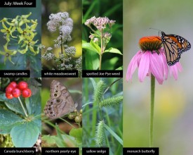 july-week-4-25.jpg thumbnail