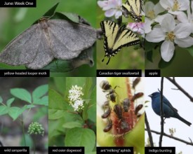 June nature thumbnail