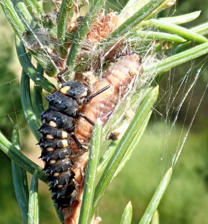 Lady beetle larva