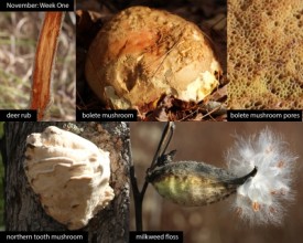 november-week-1-2025.jpg thumbnail