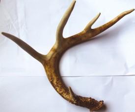 Antler thumbnail