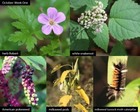 october-week-1-2025.jpg thumbnail