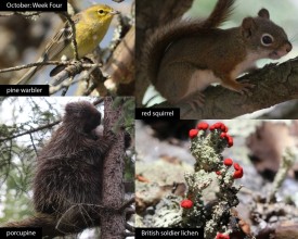 october-week-4-2025.jpg thumbnail