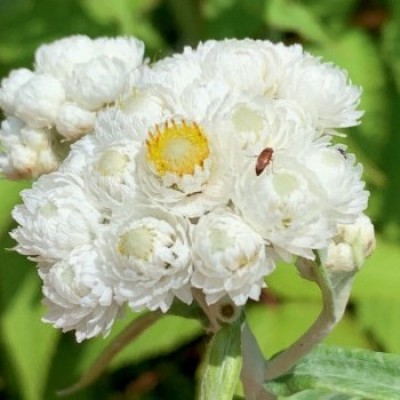 Pearly everlasting cover  by Peter Grima