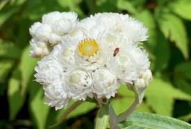 Pearly everlasting thumbnail