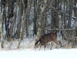 Deer Photo: Marie Rainville