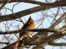 Female cardinal Photo: Marie Rainville