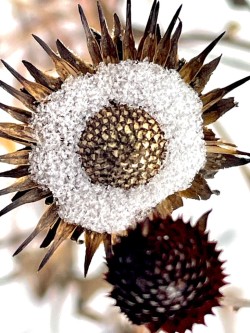 Echinacea Photo: Lynette Reep