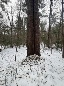 Porcupine den Photo: Jackie Robidoux