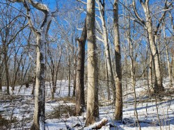 Beech grove Photo: Scott Ruhren