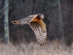 Harrier Photo: Charlie Schwarz