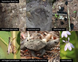 September nature thumbnail