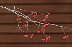 Hawthorn berries Photo: Judy Sweet
