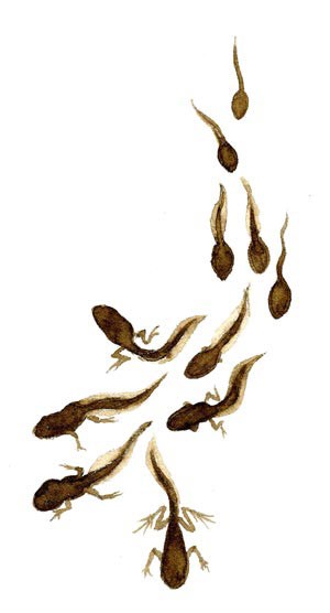 tadpoles_web.jpg