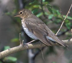 thrush2.jpg
