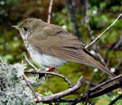 thrush3.jpg