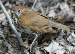 thrush4.jpg