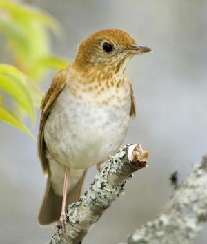 thrush.jpg