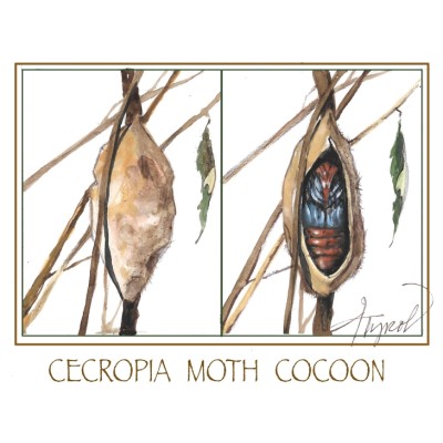 Cecropia moth cocoon cover  by Adelaide Tyrol