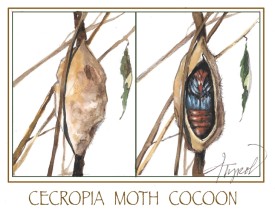 Cecropia moth cocoon thumbnail