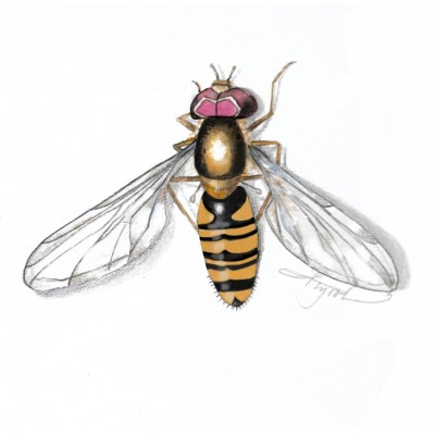 Hover fly cover  by Adelaide Tyrol