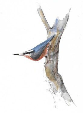 Red breasted nuthatch thumbnail