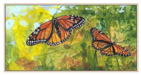 Butterflies thumbnail