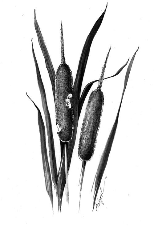 TOS_Cattails_w.jpg