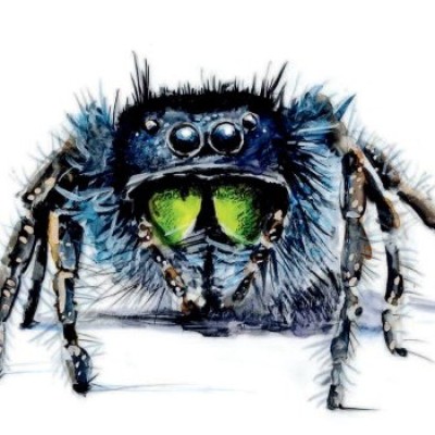 Bold jumping spider cover  by Adelaide Tyrol