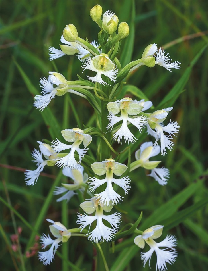 Wild_Orchids_5.jpg