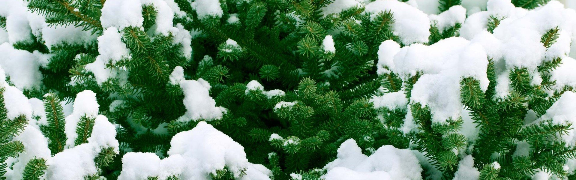 Decorative woodsy background