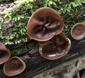 Mystery photo thumbnail