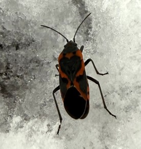 wit-bug-mystery.jpg thumbnail