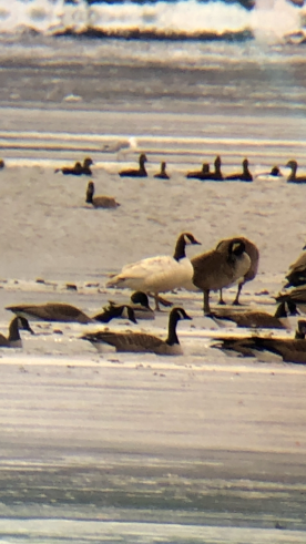 wit-loose-goose.png thumbnail