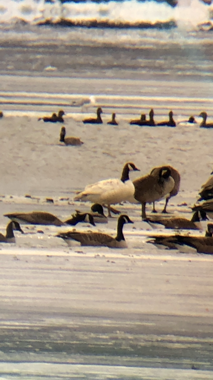 wit-loose-goose.png Image