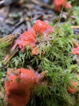 Natures bubblegum thumbnail