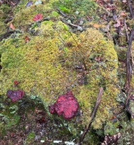 Shiny red growth thumbnail