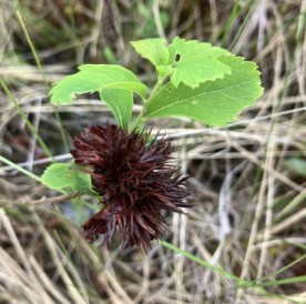 Spiky meadowsweet thumbnail