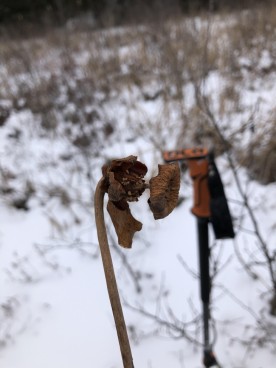 Winter scape thumbnail