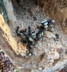 Tree mystery thumbnail