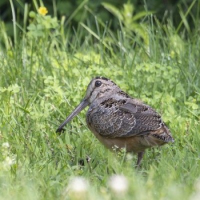 Woodcock in field cover  by Loren Merrill