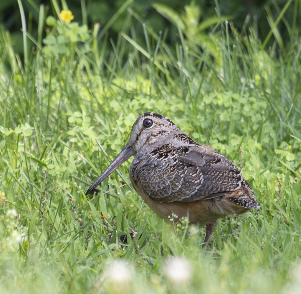 Woodcock in field