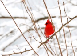 Cardinal Photo: Christine Young
