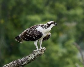 Juvenile osprey thumbnail